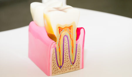 Model zęba - korona i korzeń
